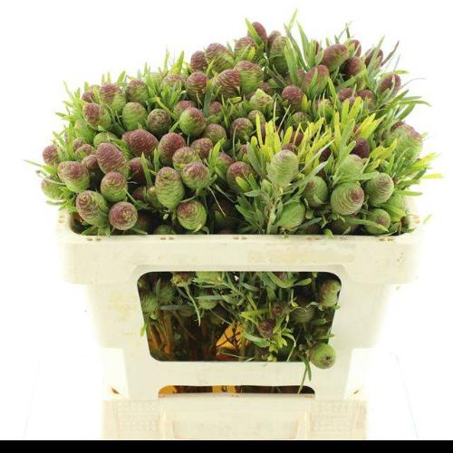 Leucadendron overig