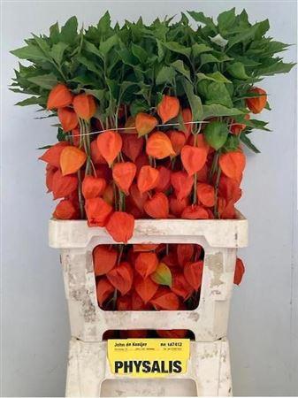 Physalis alkekengi lampion (tak)