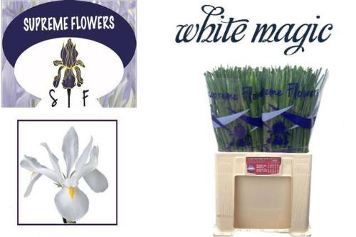 Iris (Hollandse Iris Grp) 'White Magic'