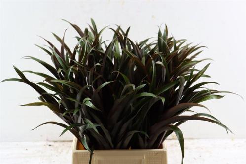 Cordyline fruticosa 'Purple Compacta' (decor)