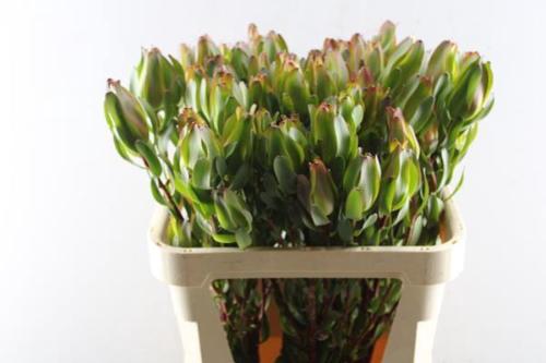 Leucadendron 'Laurel Yellow'