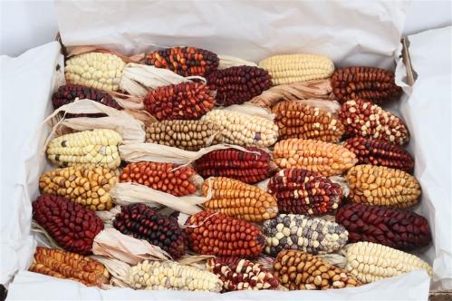 Siervruchten per stuk Zea mays 6%