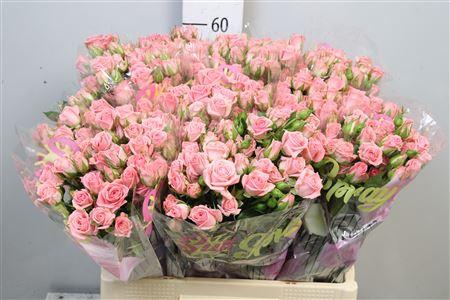 Rosa tros Odilia