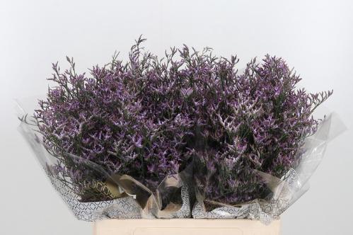 Limonium Safora Lilac