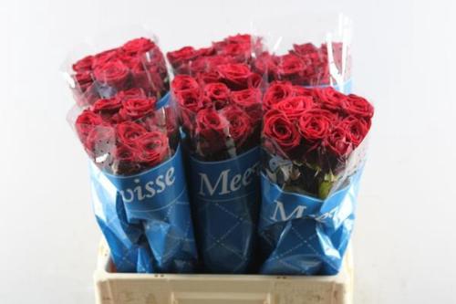 Rosa grootbloemig Red Naomi!