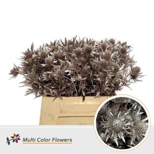 Eryngium alpinum kleurbehandeld H%