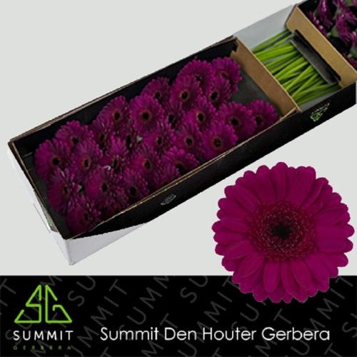 Gerbera mini Impact