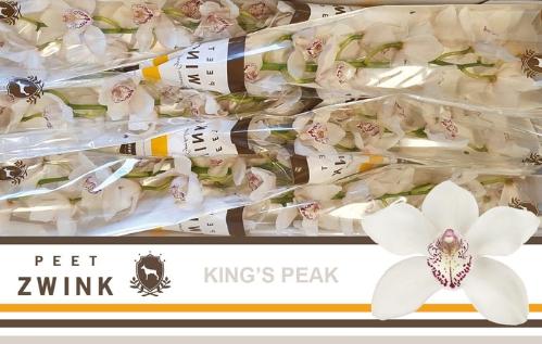 Cymbidium grootbloemig 'Kings Peak'