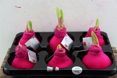 Hippeastrum bol gewaxt H%