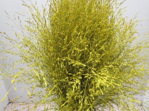 Siergras kleurbehandeld H%