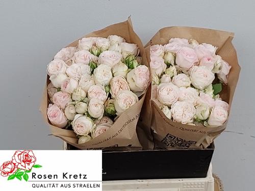 Rosa tros Royal Wedding