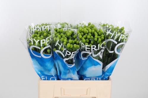 Hypericum Coco Bamboo