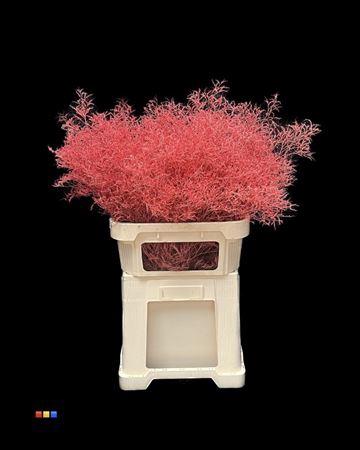 Limonium overig kleurbehandeld H%