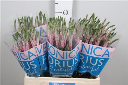 Veronica Clea Roswitha