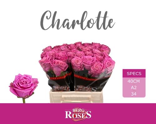 Rosa grootbloemig Tantau’s Charlotte