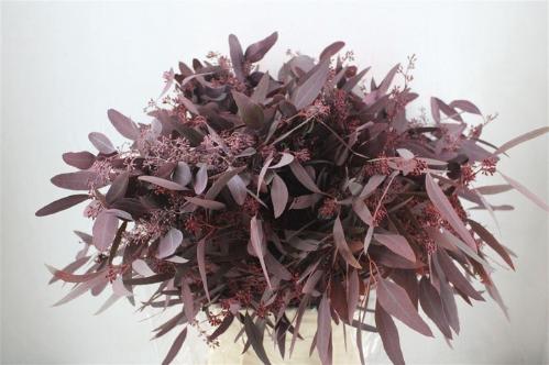 Eucalyptus polyanthemos (fruit) kleurbehandeld per bos H%