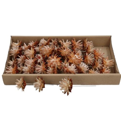 Dried fruit Plumosum/wire x40