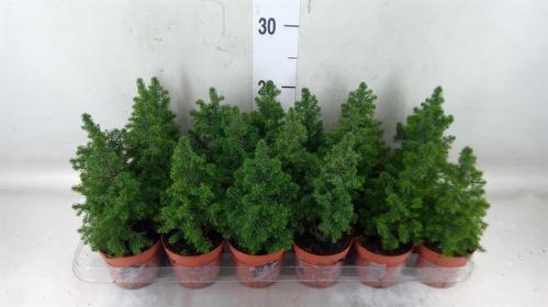 Chamaecyparis thyoides 'Top Point'