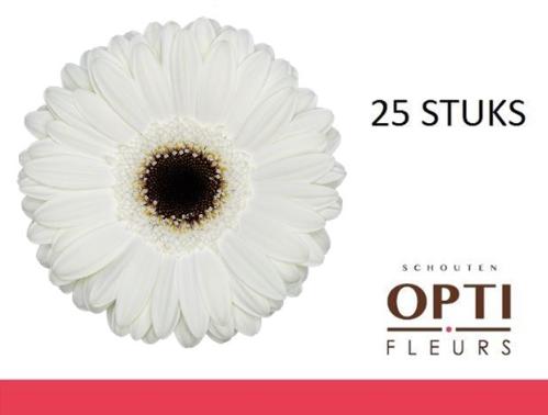 Gerbera grootbloemig 'White House'