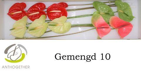 Anthurium Andreanum Grp gemengd 4 kleuren
