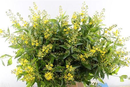 Lysimachia vulgaris