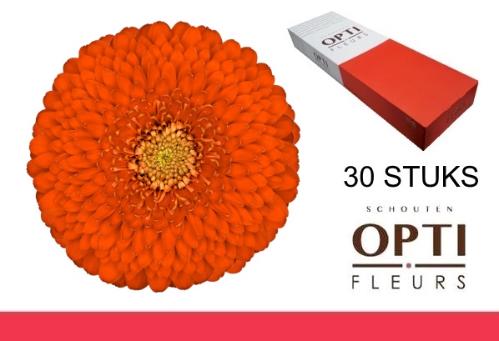 Gerbera mini bolvormig Pomponi Fozzy