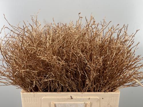 Vaccinium kleurbehandeld H%