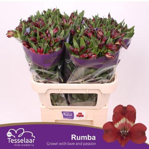 Alstroemeria Rumba