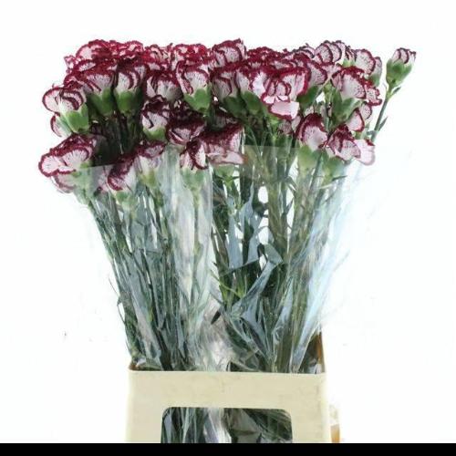 Dianthus standaard Baccarat