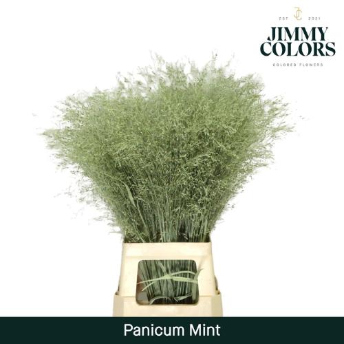 Siergras kleurbehandeld H%