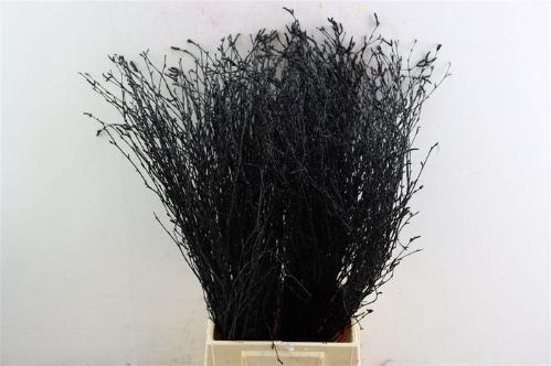 Betula kleurbehandeld H%