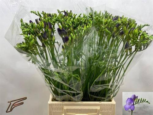 Freesia enkelbloemig 'Mercurius'