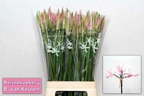Nerine Bowdenii Grp 'Vesta K'