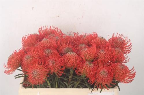 Leucospermum cordifolium 'Succession'