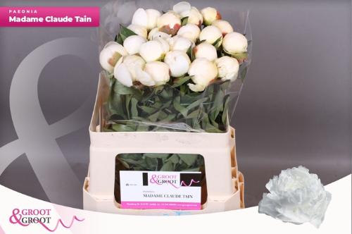 Paeonia Lactiflora Grp 'Mme Claude Tain'