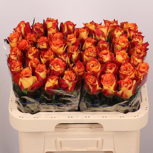 Rosa grootbloemig Silantoi