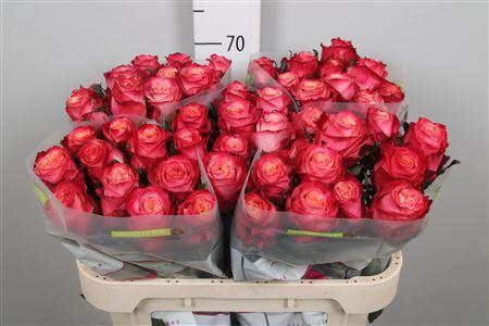 Rosa grootbloemig Mai Tai