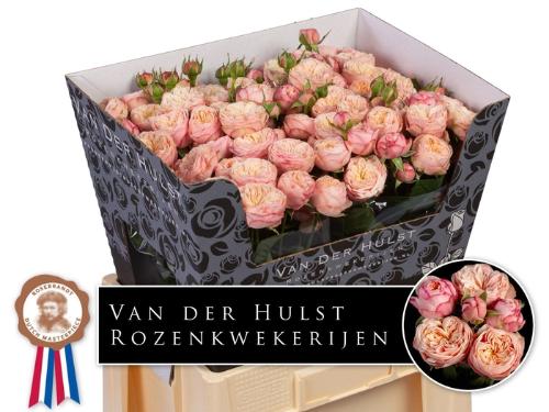 Rosa tros Royal Blush
