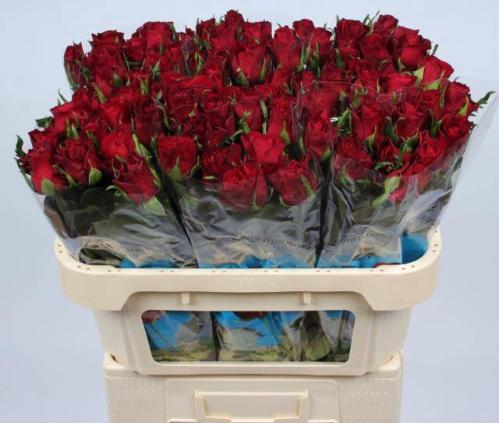 Rosa grootbloemig Burgundy