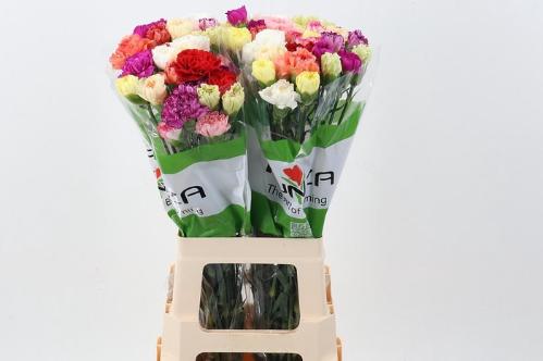 Dianthus standaard gemengd in bos