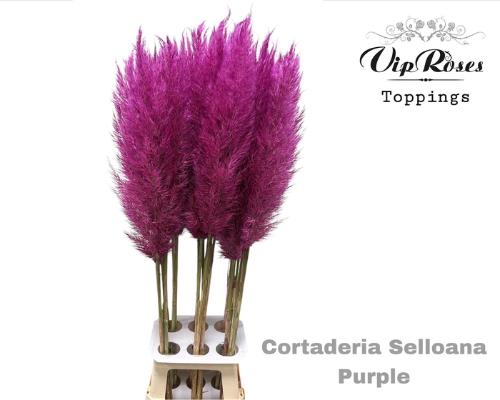 Cortaderia selloana kleurbehandeld H%