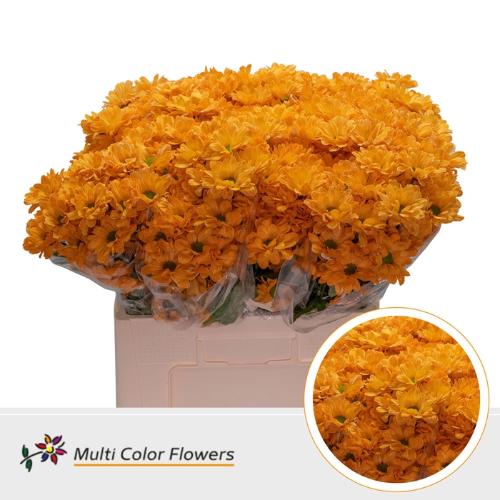 Chrysanthemum Indicum Grp tros kas kleurbehandeld H%