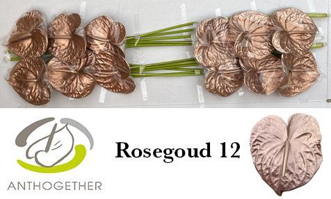 Anthurium Andreanum Grp kleurbehandeld H%