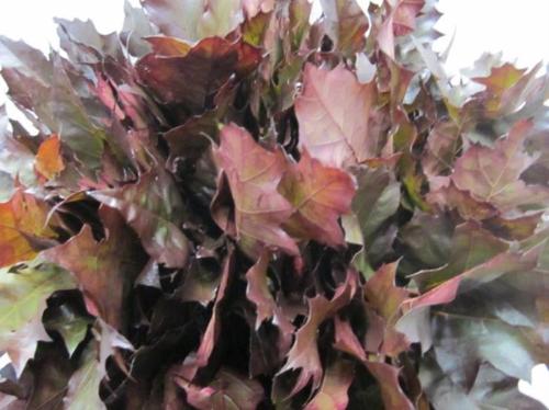 Quercus rubra kleurbehandeld H%