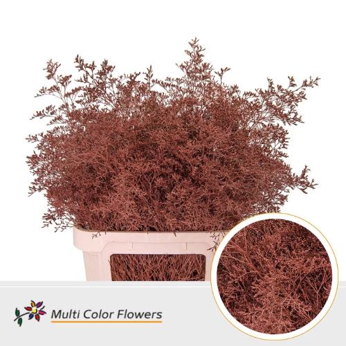Limonium overig kleurbehandeld H%