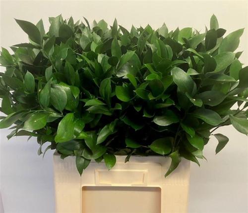 Ruscus hypophyllum (groot blad)