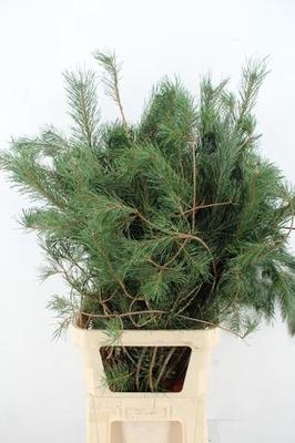Pinus 'Alaska'