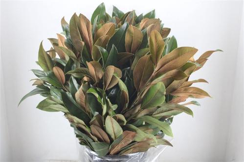 Decoratiegroen overig per bos