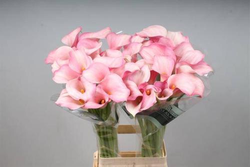 Zantedeschia 'Blushing Lady'