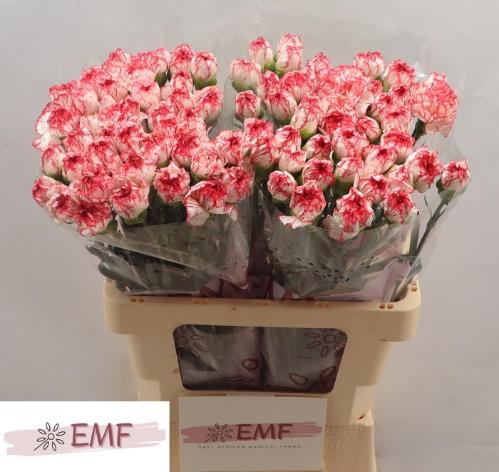 Dianthus standaard Coralie